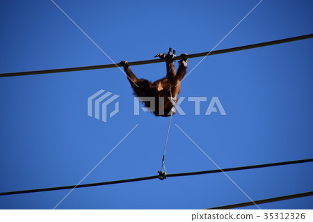 Orangutan's aerial walk Orangutan's aerial walk 35312326