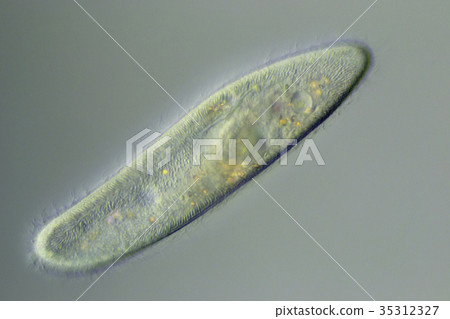 ciliophora paramecium slide