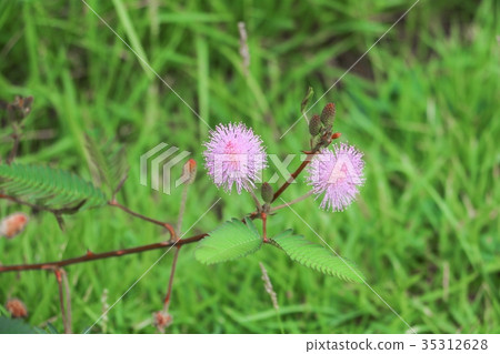 Sensitive plant Close up or mimosa pudica plant Sensitive plant Close up or mimosa pudica plant 35312628