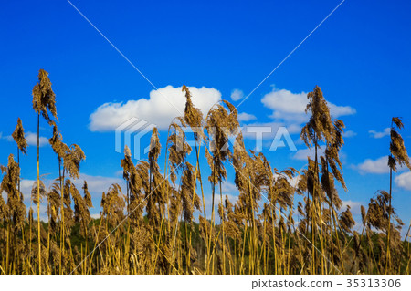 dry reed against the sky 35313306