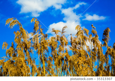 dry reed against the sky dry reed against the sky 35313307