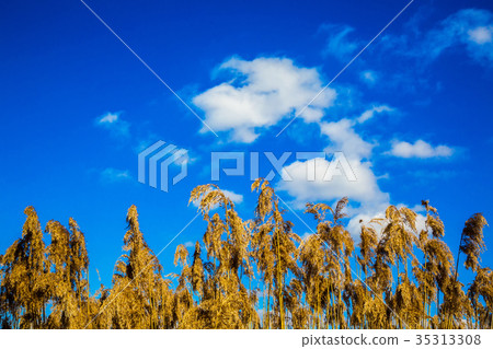 dry reed against the sky 35313308