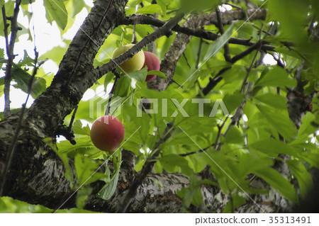 Plum fruit tree Plum fruit tree 35313491
