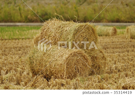 Post-harvest rice straw Rolled for livestock feed 35314419