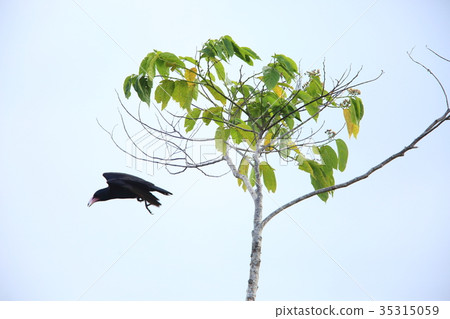 所羅門玻璃 所羅門玻璃 35315059