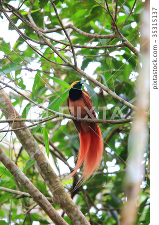 Red-tailed Swan Red-tailed Swan 35315137