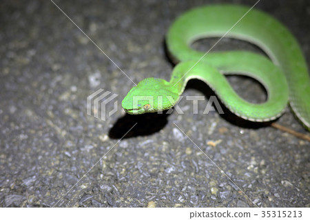 Midly Salix snake Midly Salix snake 35315213