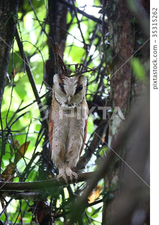 Bullfight owl Bullfight owl 35315262