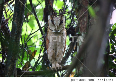 Bullfight owl 35315263