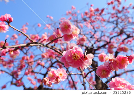 Plum blossoms Plum blossoms 35315286