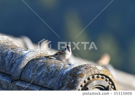 Sparrow, roof Sparrow, roof 35315609