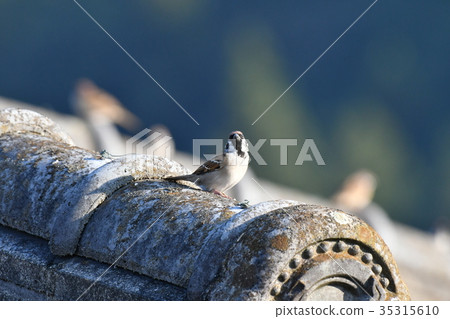 Sparrow, roof Sparrow, roof 35315610