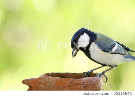 Familiar wild birds 35315646