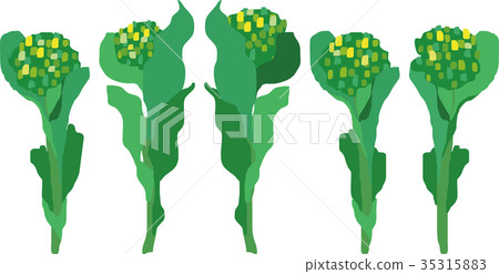 Rape blossoms Rape blossoms 35315883