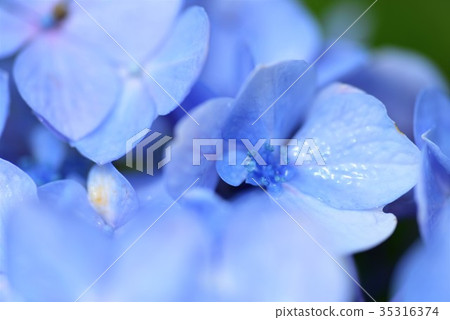 hydrangea   35316374
