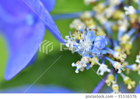 hydrangea   35316376