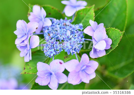 hydrangea hydrangea 35316386