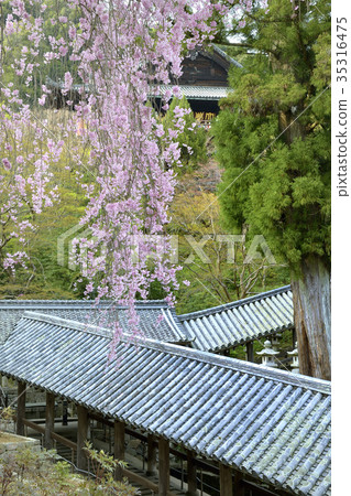 Hase-ji Temple Tetsudo Odori Sakura 35316475