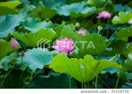 Lotus of Hiranosawaike Lotus of Hiranosawaike 35316738