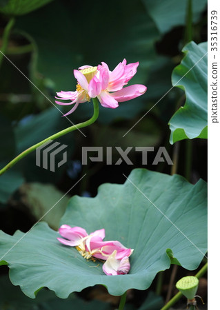 Lotus flower of Hirano Sawaike Lotus flower of Hirano Sawaike 35316739