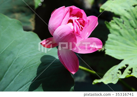 Yae lotus of Hiranosawaike Yae lotus of Hiranosawaike 35316741