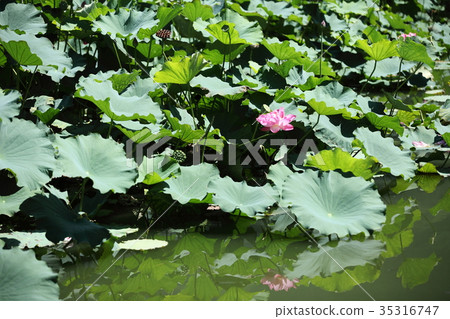 Hiranosawaike的Yae蓮花 35316747