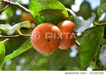 persimmon persimmon 35316768
