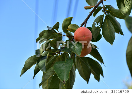 persimmon persimmon 35316769
