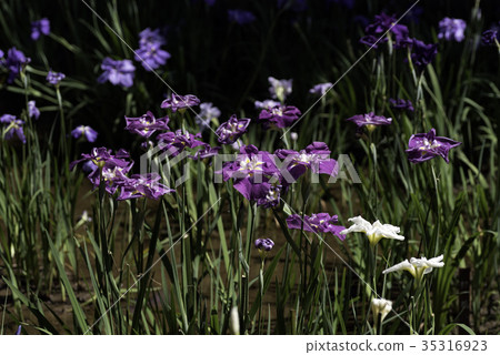 Flower shovel 35316923