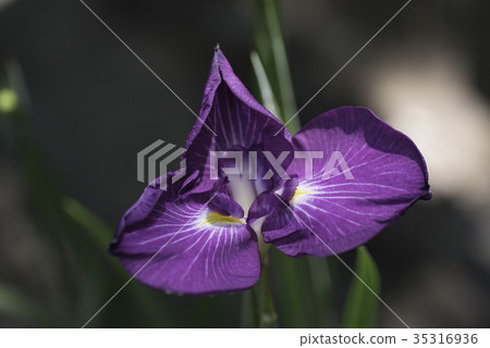 Flower shovel 35316936