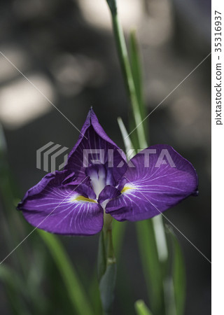 Flower shovel 35316937