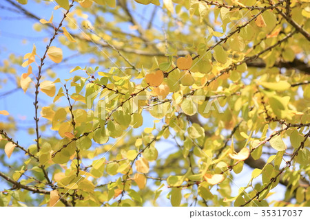 桂葉黃葉 35317037