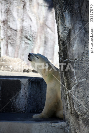 Polar bear Polar bear 35317079