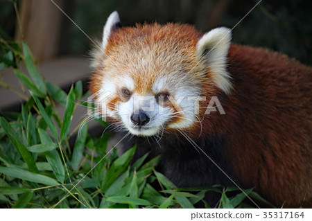 Lesser panda 35317164
