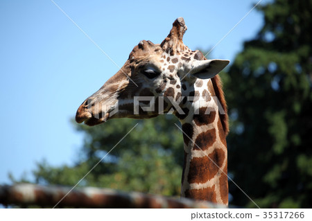 麒麟 麒麟 35317266