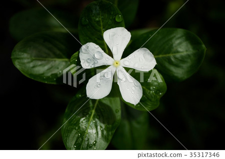 White Periwinkle White Periwinkle 35317346