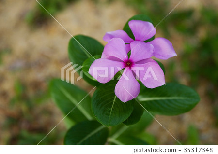 Purple Periwinkle Purple Periwinkle 35317348