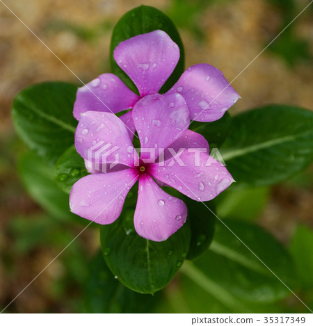 Purple Periwinkle Purple Periwinkle 35317349