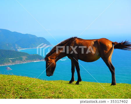 海角野馬 35317402