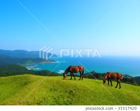 海角野馬 35317420