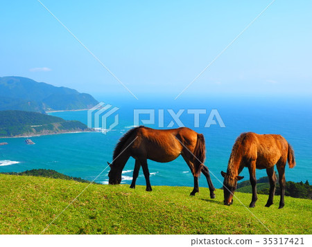 Cape wild horse Cape wild horse 35317421