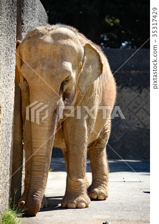 亞洲大象 35317429