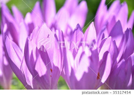 The shadow of an ant falling on a dog saffron flower 35317454