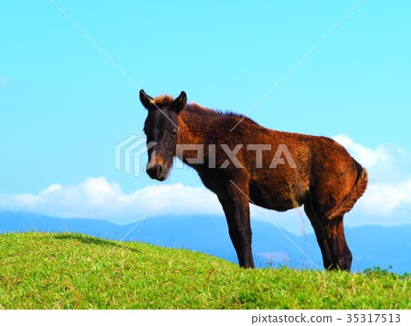 海角野馬 35317513