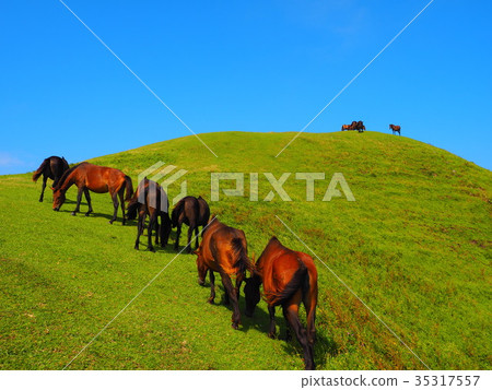 Cape wild horse Cape wild horse 35317557