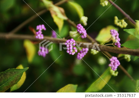 Kokurasaki of Kokoen Kokurasaki of Kokoen 35317637