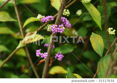 Kokurasaki of Kokoen Kokurasaki of Kokoen 35317638