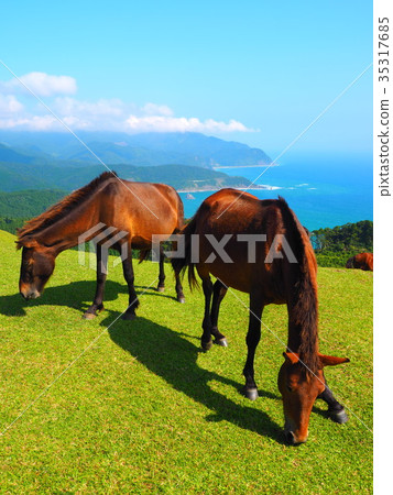 Cape wild horse 35317685
