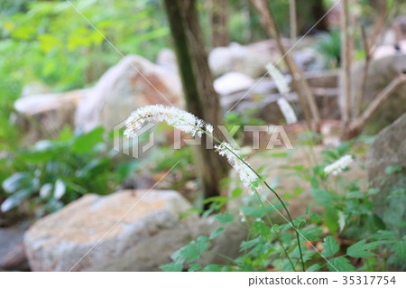 Sarashina Hanaho 35317754