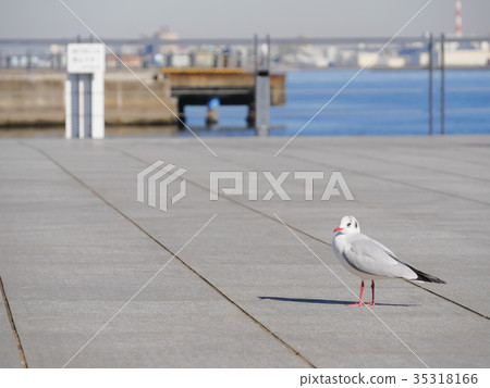 Seagull Yokohama 35318166